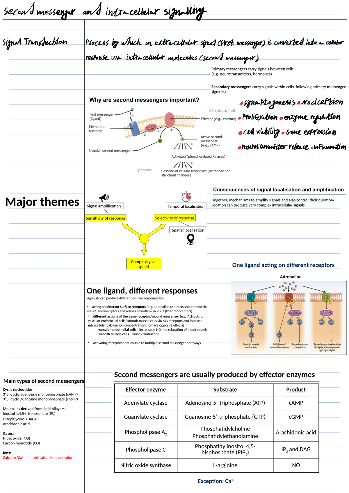 Lecture on Second Messengers and Intracellular Signaling - Studocu