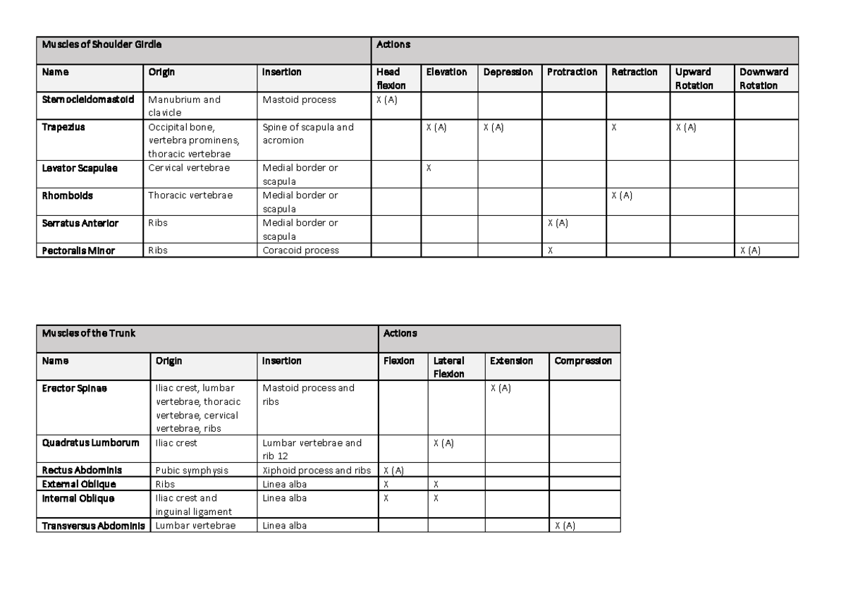 Muscle Actions and Anatomy Overview - Final Exam (Course Code: MUSC101 ...
