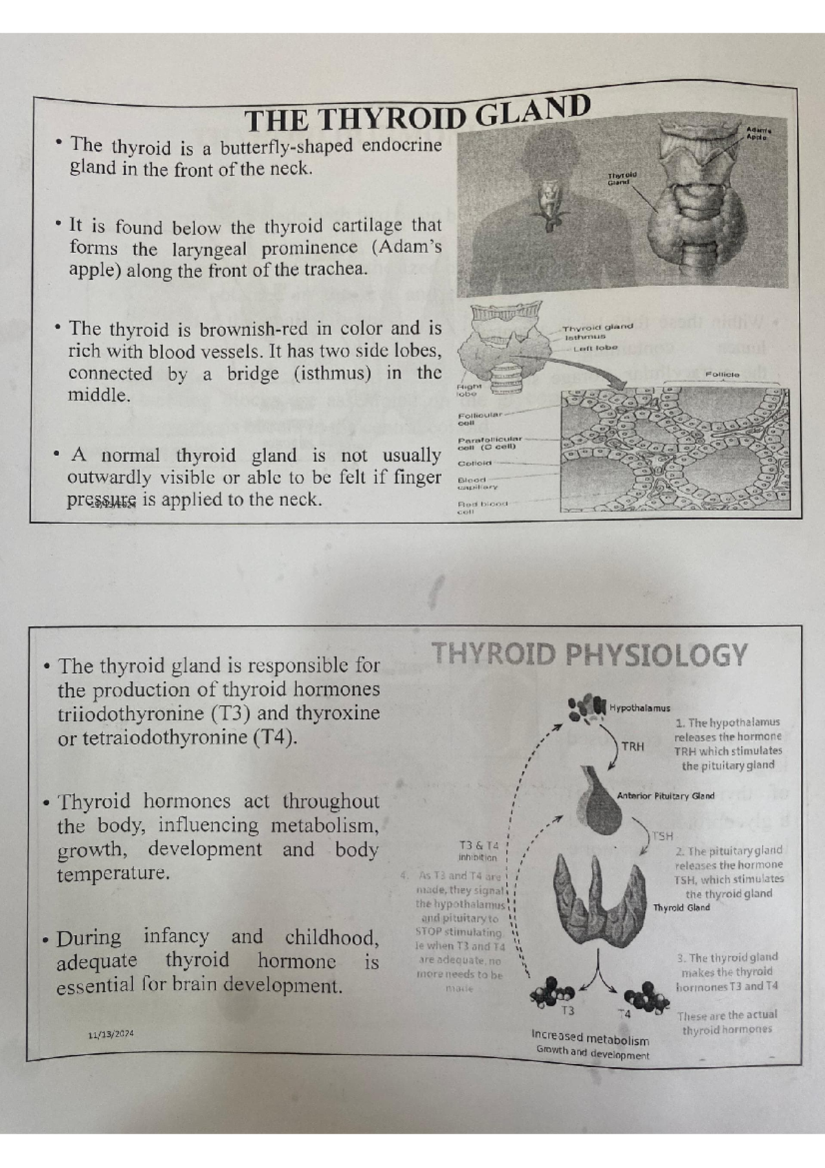 The Thyroid Gland - Lecture notew - THE THYROID GLAND Adam The thyroid ...