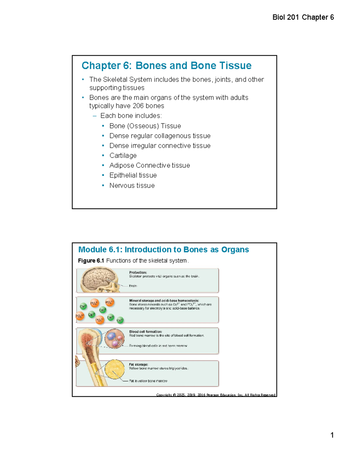 Biol 201 Chapter 6: The Skeletal System and Bone Tissue Overview - Studocu
