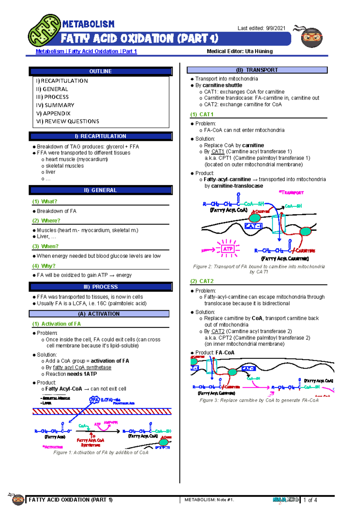 Fatty Acid Oxidation Metabolism: Part 1 Overview and Notes - Studocu