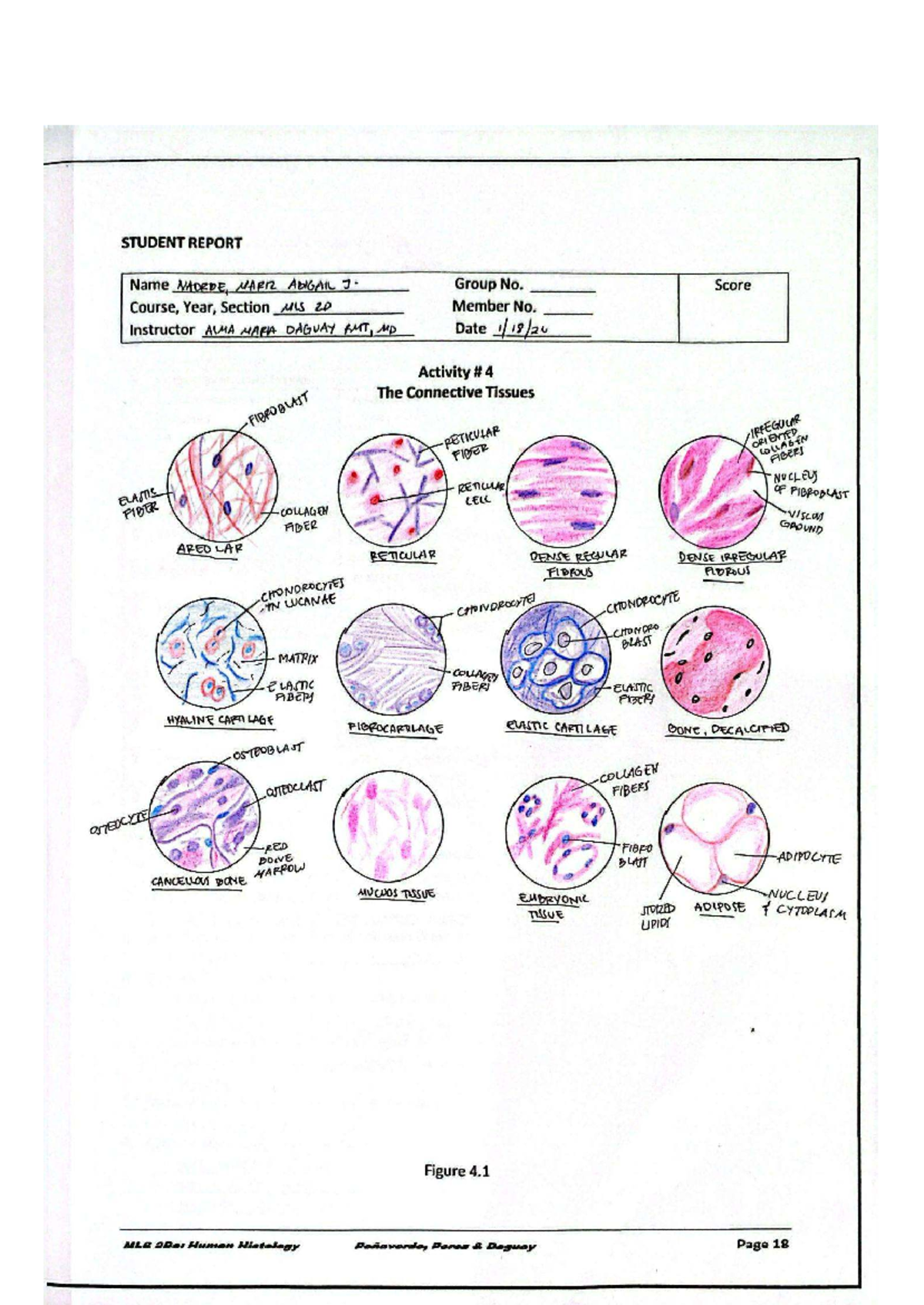 MIS 2D M2A4 Final Report on Connective Tissues - Studocu