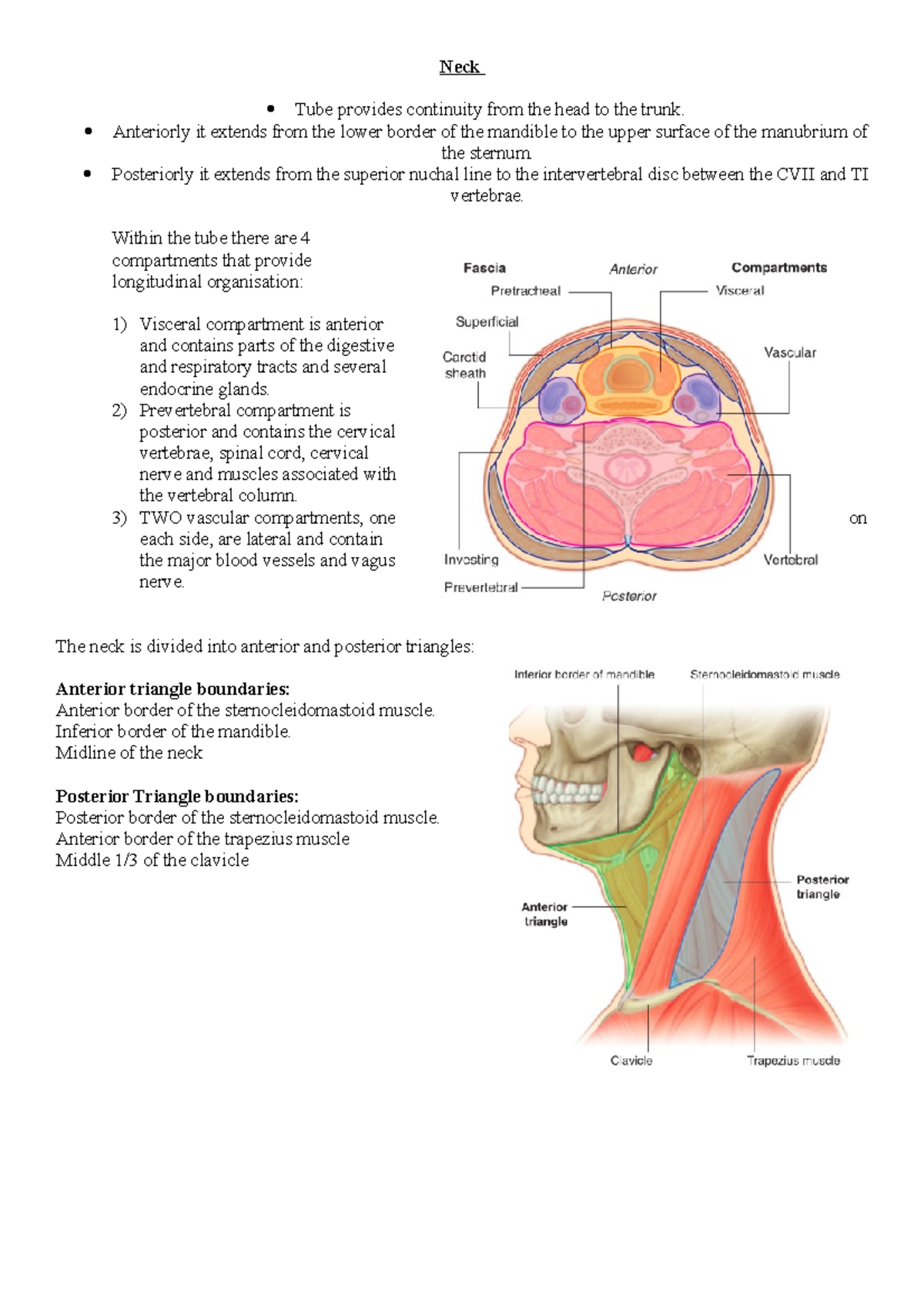 Triangles of Neck - thorax head and neck unit - Neck Tube provides ...