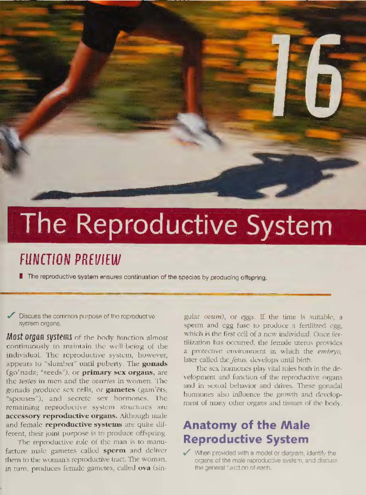 Reproductive System Overview: Anatomy & Functions (BIO 540) - Studocu