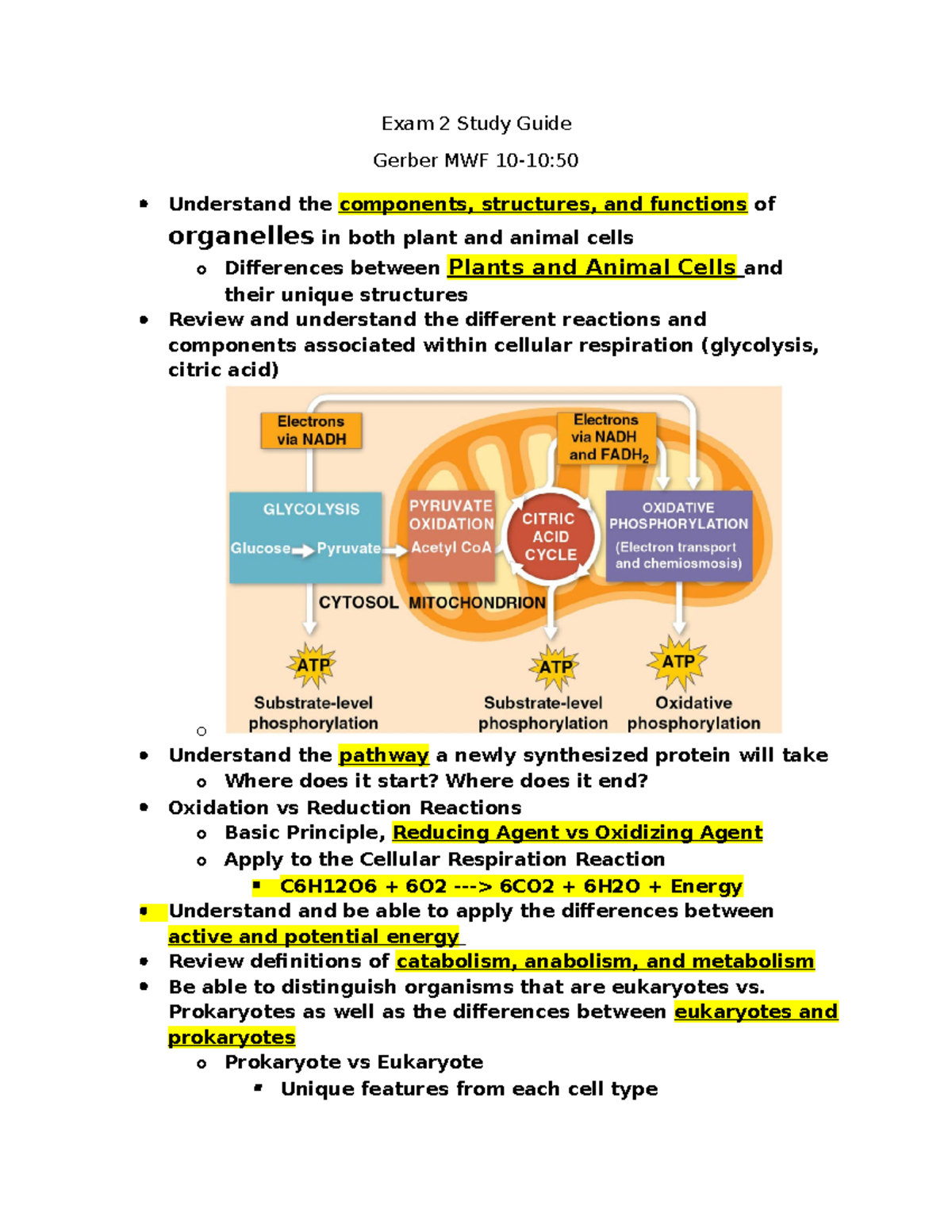 BIOL 101 Exam 2 Study Guide: Cell Structure & Metabolism Review - Studocu