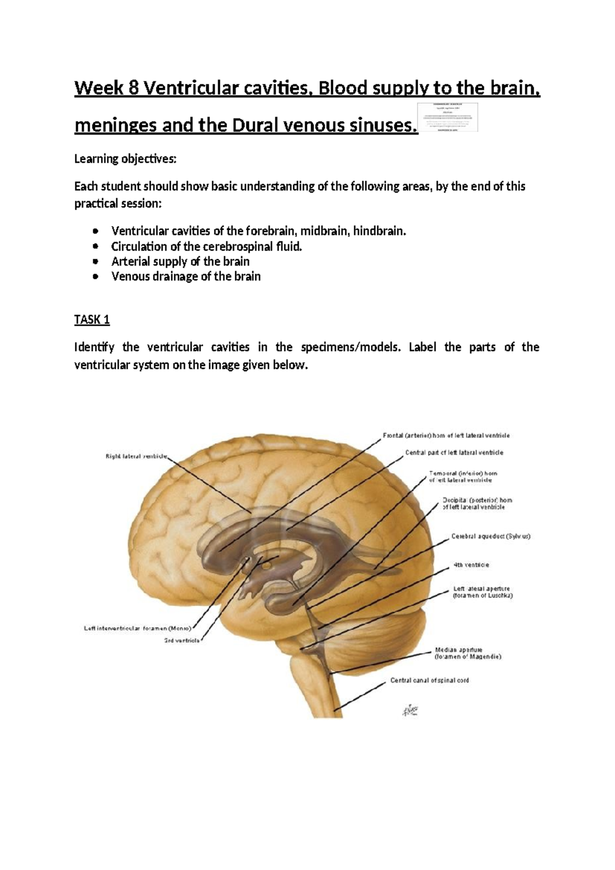Week 8 Practical: Ventricular System, Brain Blood Supply & Meninges ...