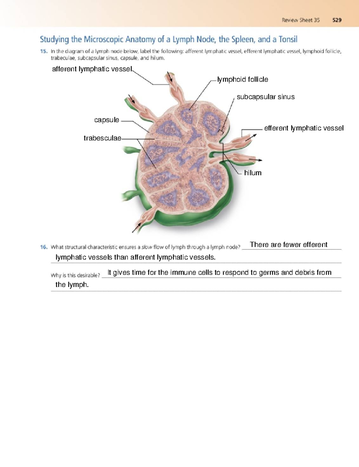 IMG 3055 - 35 review sheet - BIO 2312 - afferent lymphatic vessel ...