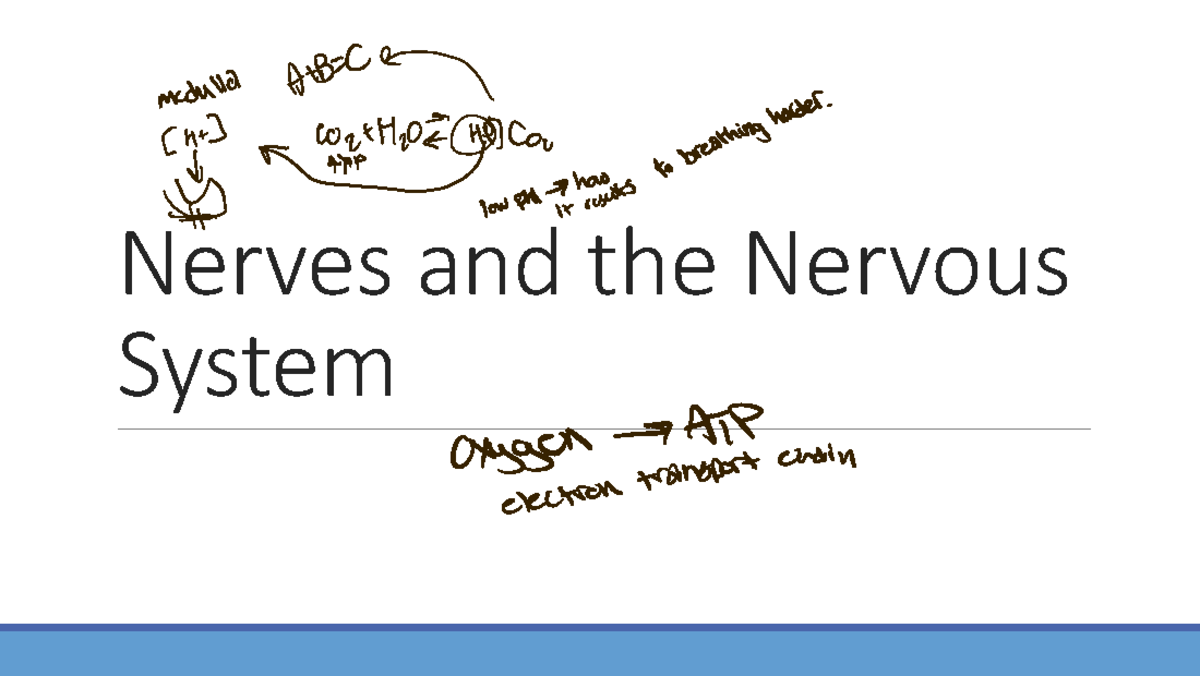 Nervous System Overview: Neurons and Action Potentials - Studocu