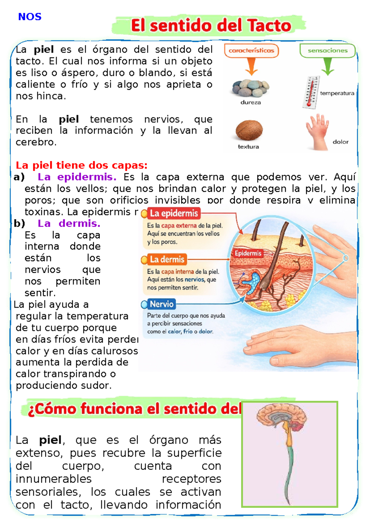 EL Sentido del Tacto: Fichas sobre la Piel y sus Funciones - Studocu