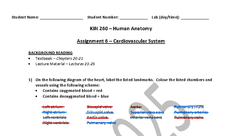 Lab KIN 260 - Assignment 6: Cardiovascular System Overview - Studocu