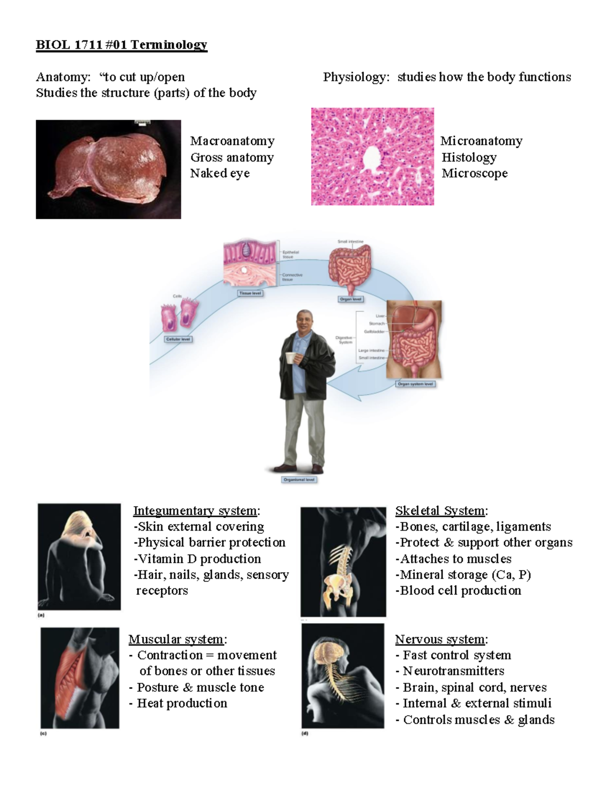 BIOL 1711 01 Anatomy Terminology: Structure and Function Overview - Studocu
