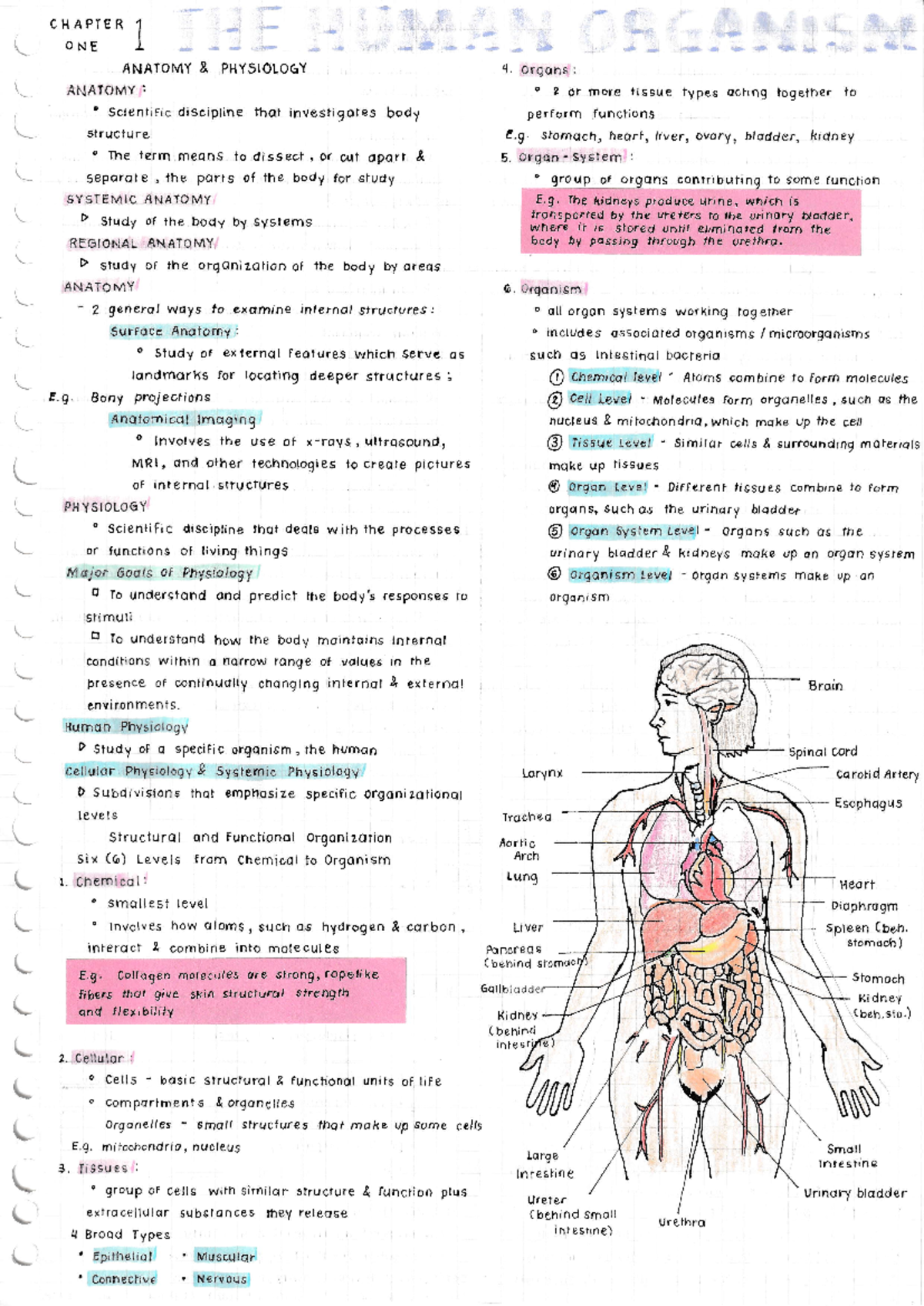 Anaphy CH1 - 1st Year Human Anatomy & Physiology Overview - Studocu