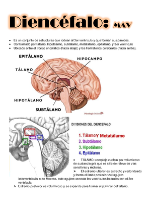 Temario 2 Cara y Cuello - CRÁNEO La línea de Poirier separa la calota ...