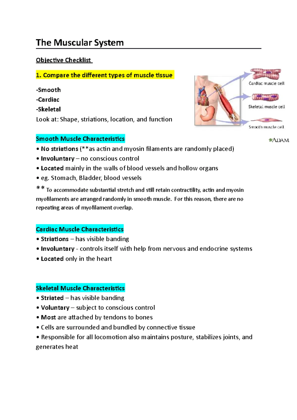 Muscular System Overview: Key Features & Functions of Muscle Tissue ...