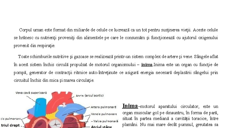 Anatomia Inimii și Funcțiile Sale în Sistemul Circulator - CCCCVC - Studocu