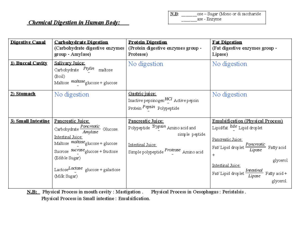 Chemical Digestion in Human Body: Enzymes & Processes Overview - Studocu