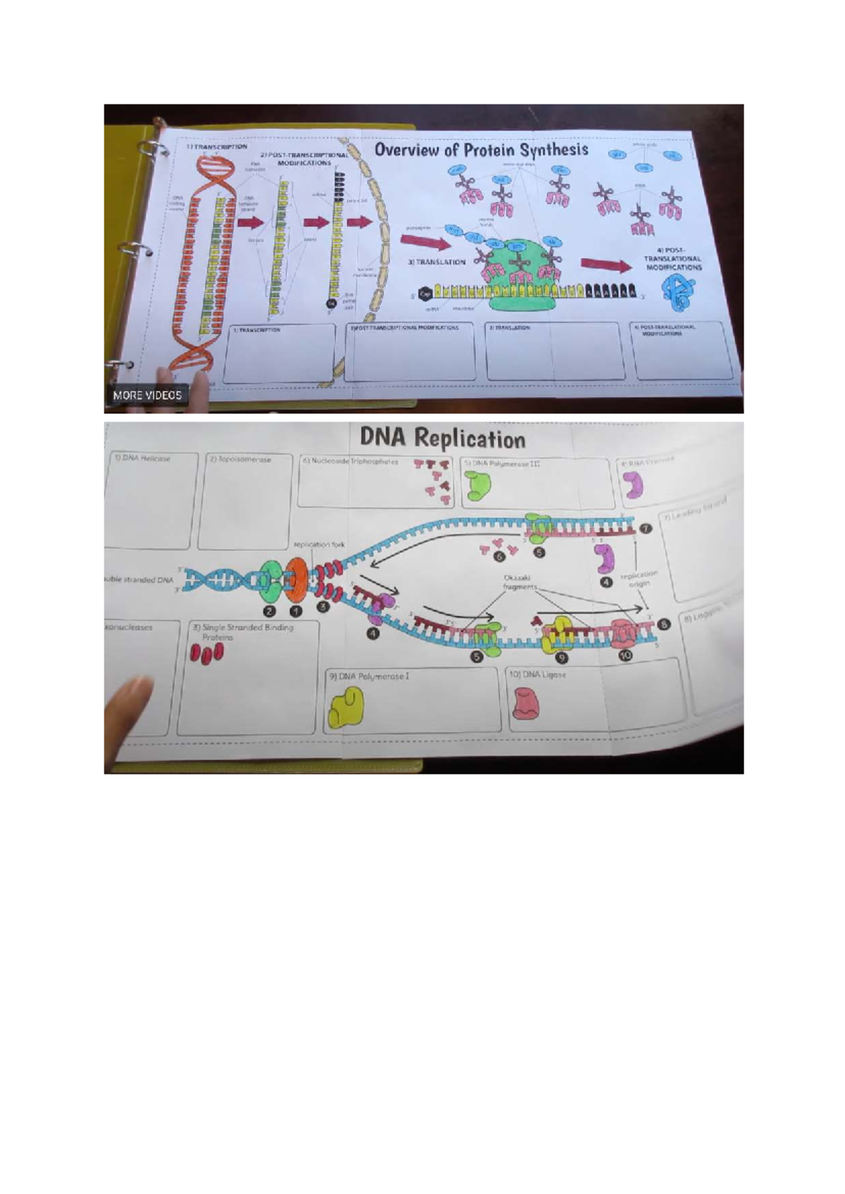 DNA Modelling Inspiration: Amino Acids & Protein Synthesis - Studocu