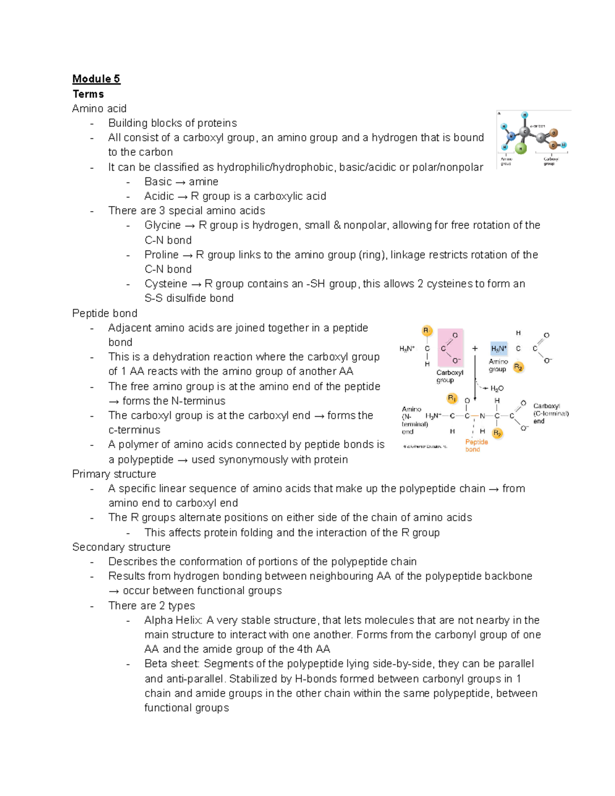 Bio 102 Midterm 2 Study Notes: Protein Structure & Translation - Studocu