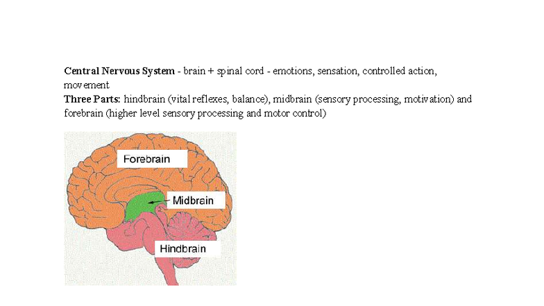 Biopsych 101: Central Nervous System Overview and Functions - Studocu