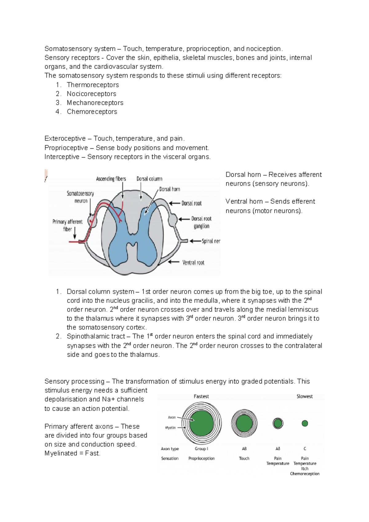 Lecture 16 - Overview of the Somatosensory System and Receptors - Studocu