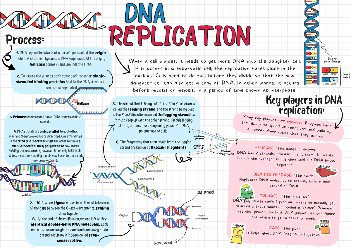DNA Replication Overview: Key Enzymes and Processes - Studocu