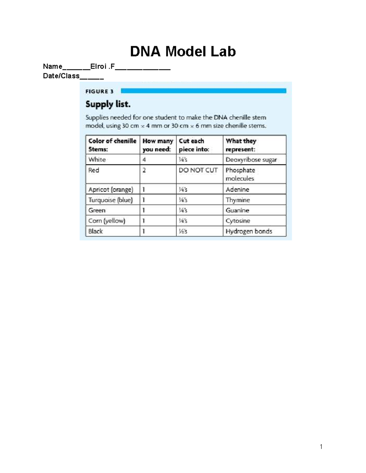 DNA Model Lab 1: Oral Evaluation & Video Guide - Studocu