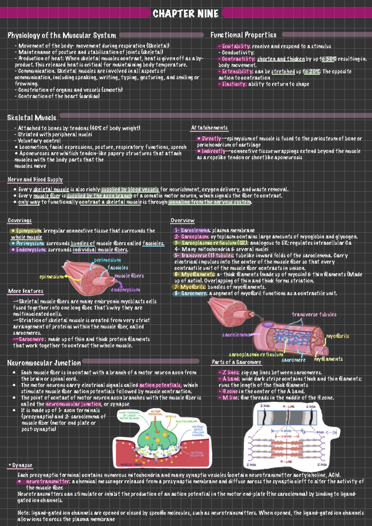 Physiology of Neurons and Muscle Contraction - BIO 101 Lecture Notes ...