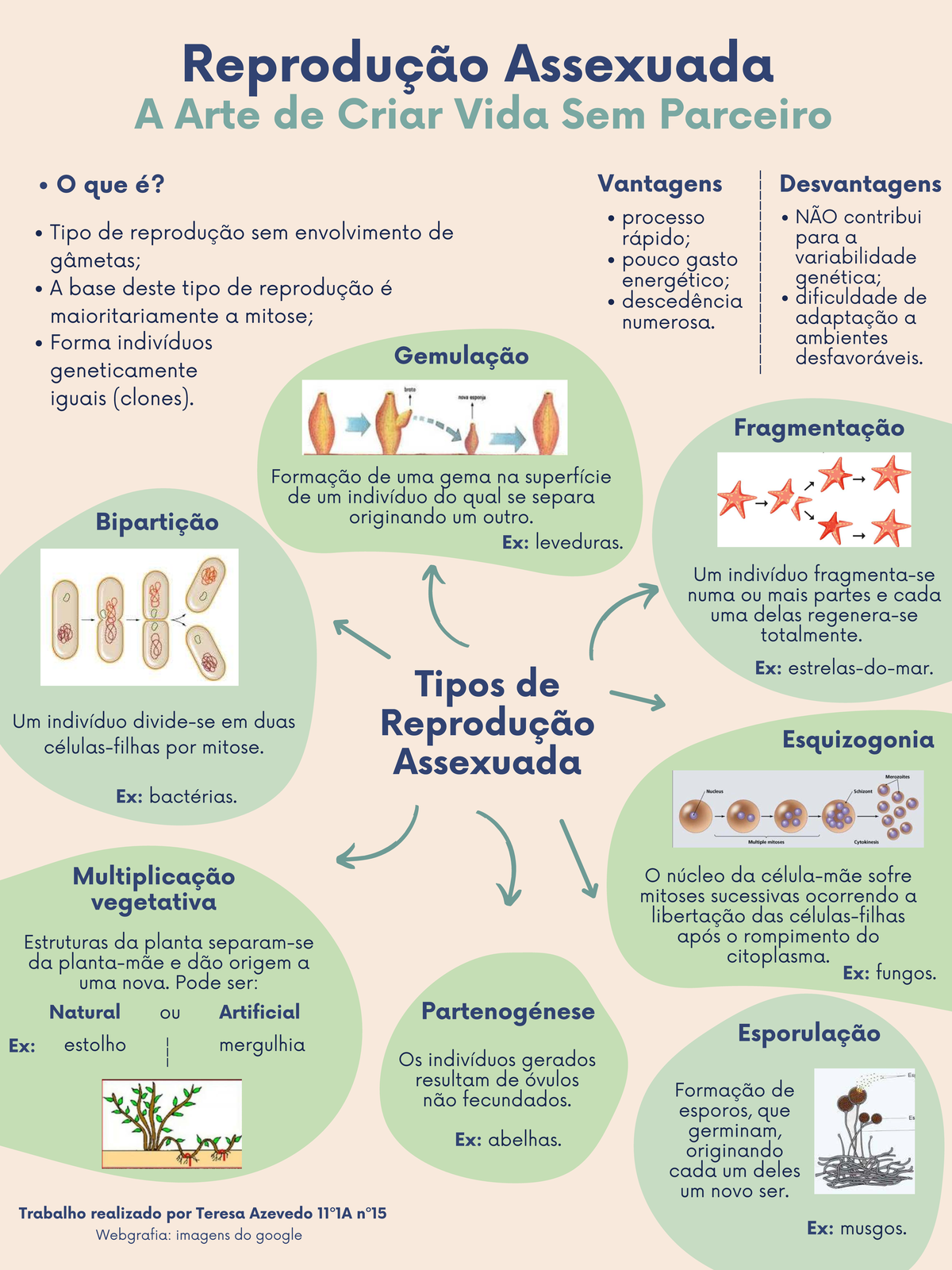 Reprodução Assexuada 11 - Tipos de Reprodução Assexuada Ex: estrelas-do ...