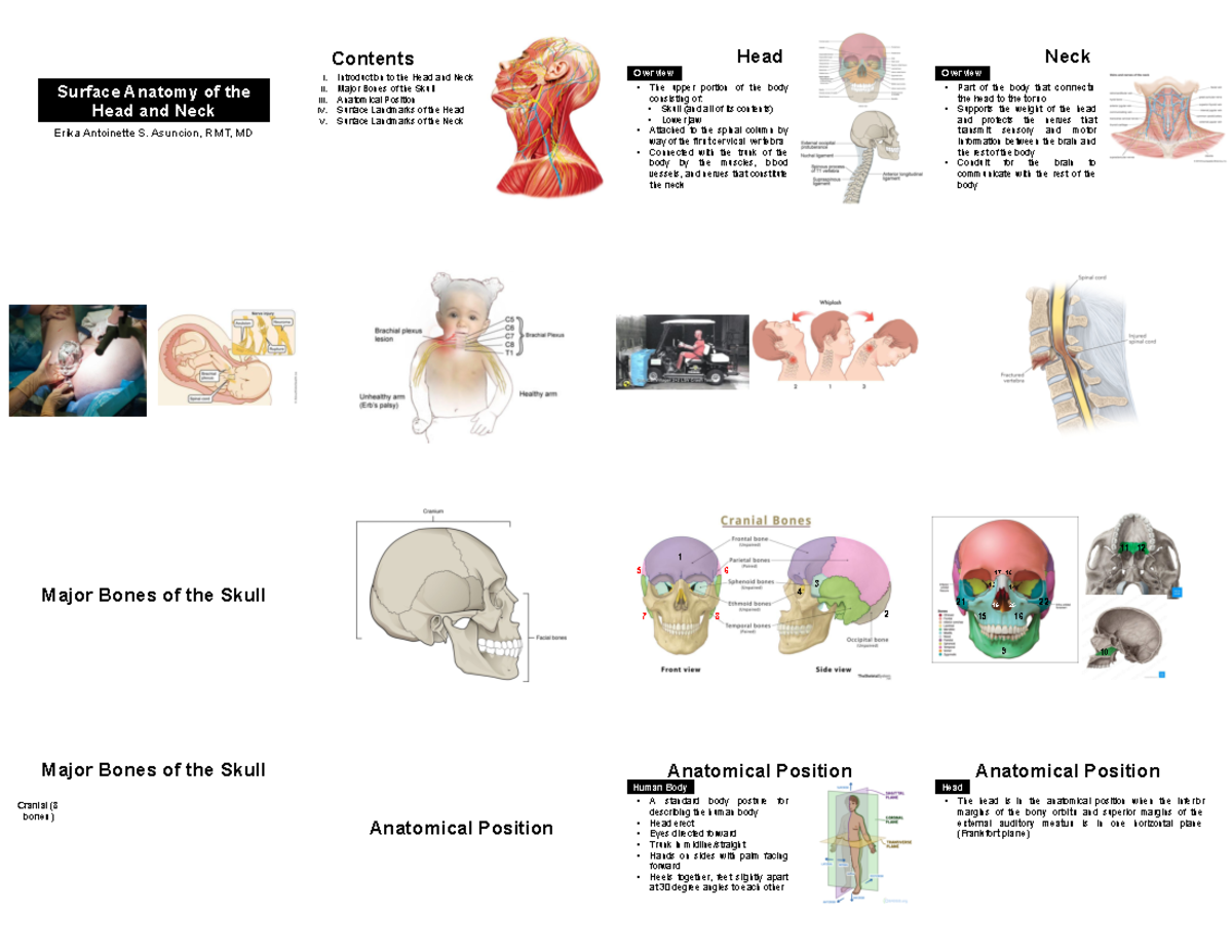 Surface Anatomy 1 - review - Surface Anatomy of the Head and Neck Erika ...