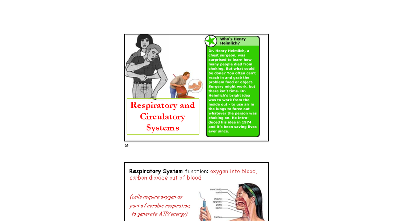 Respiratory System Functions and Disorders - Bio 101 Notes - Studocu