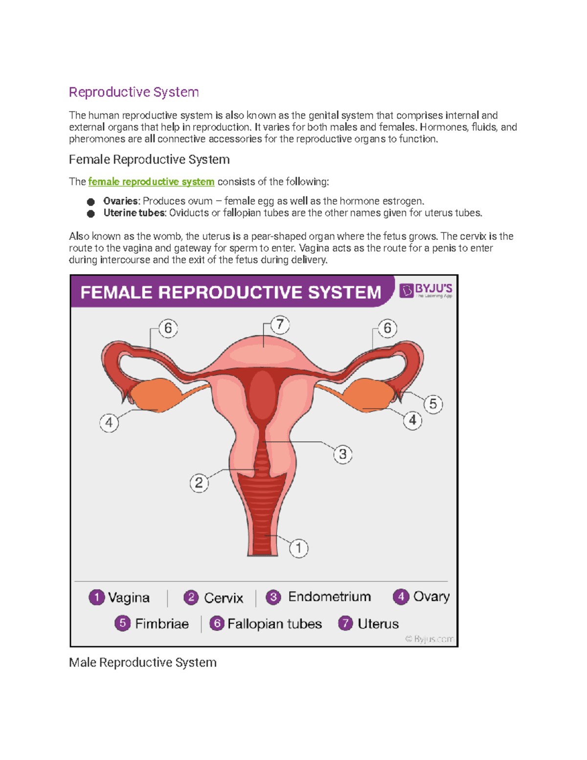 Human Anatomy Notes Part 4 - Reproductive System The human reproductive ...