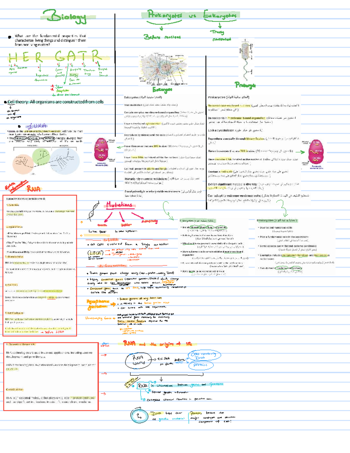 Biology 241110: Prokaryotes vs Eukaryotes - Fundamental Properties ...