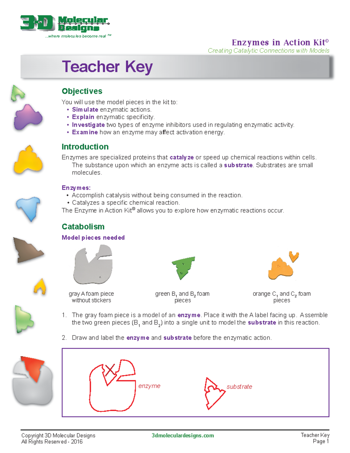 Enzyme Action Kit Teacher Key for Web 1: Understanding Catalysis - Studocu