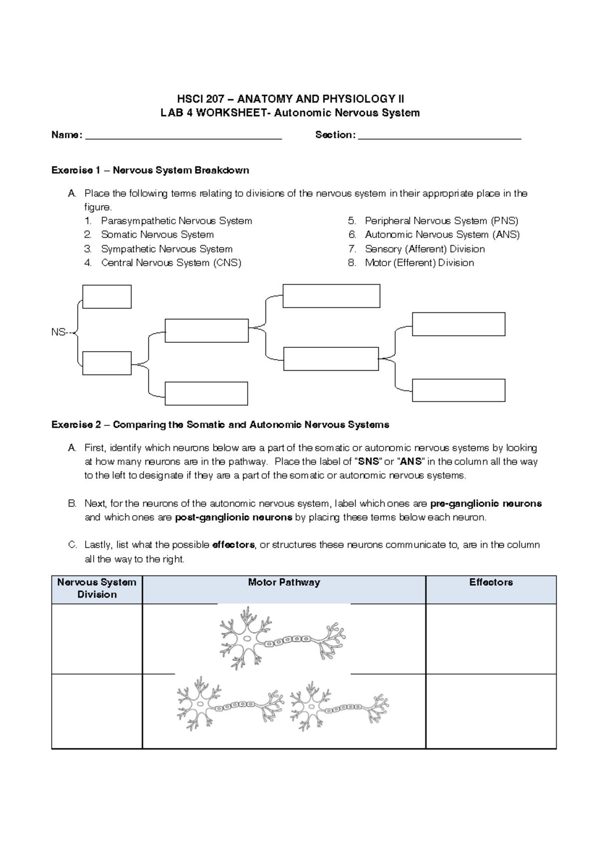 HSCI 207 Lab 4 Worksheet: Autonomic Nervous System Analysis - Studocu