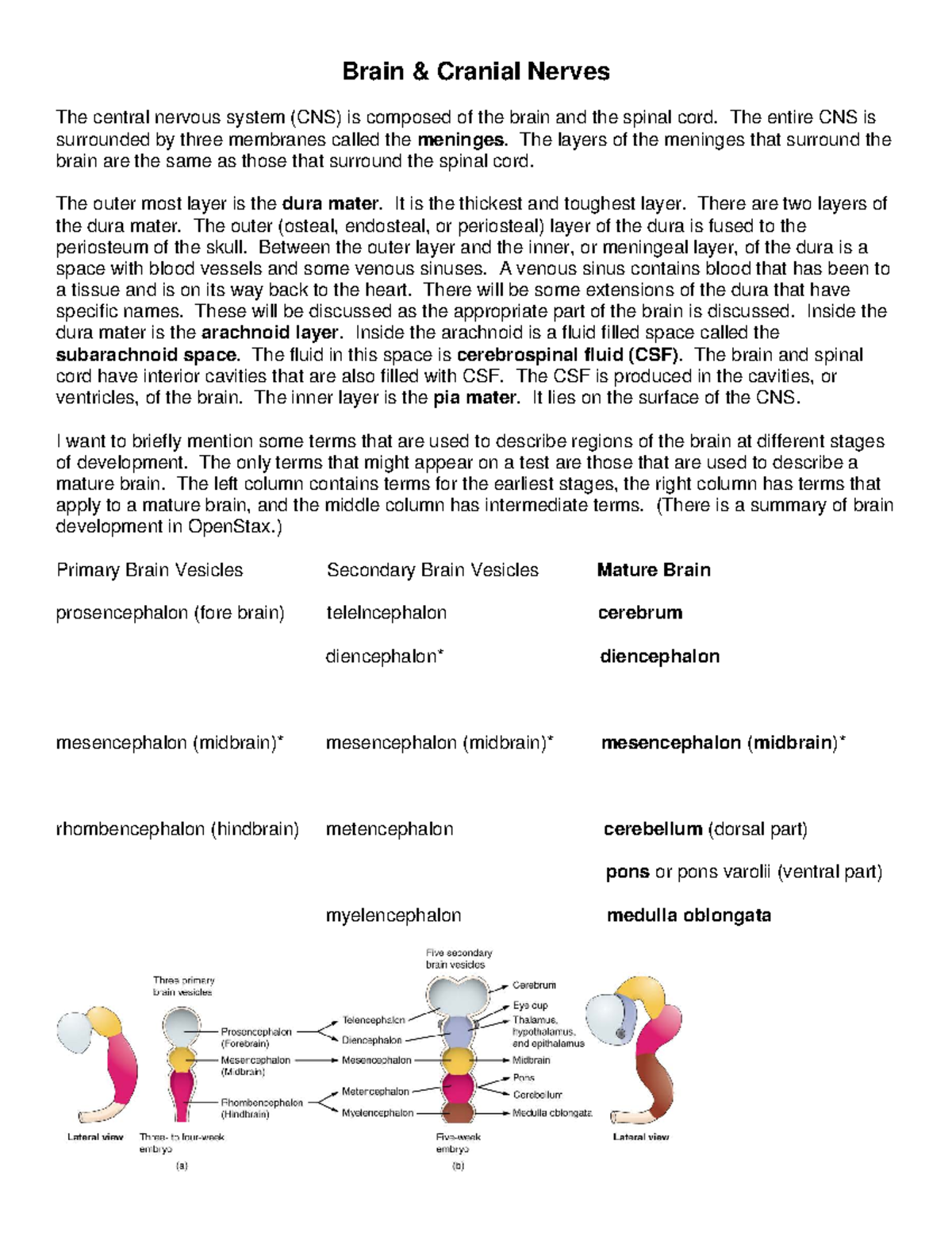 Brain & Cranial Nerves: CNS Overview and CSF Flow - Studocu