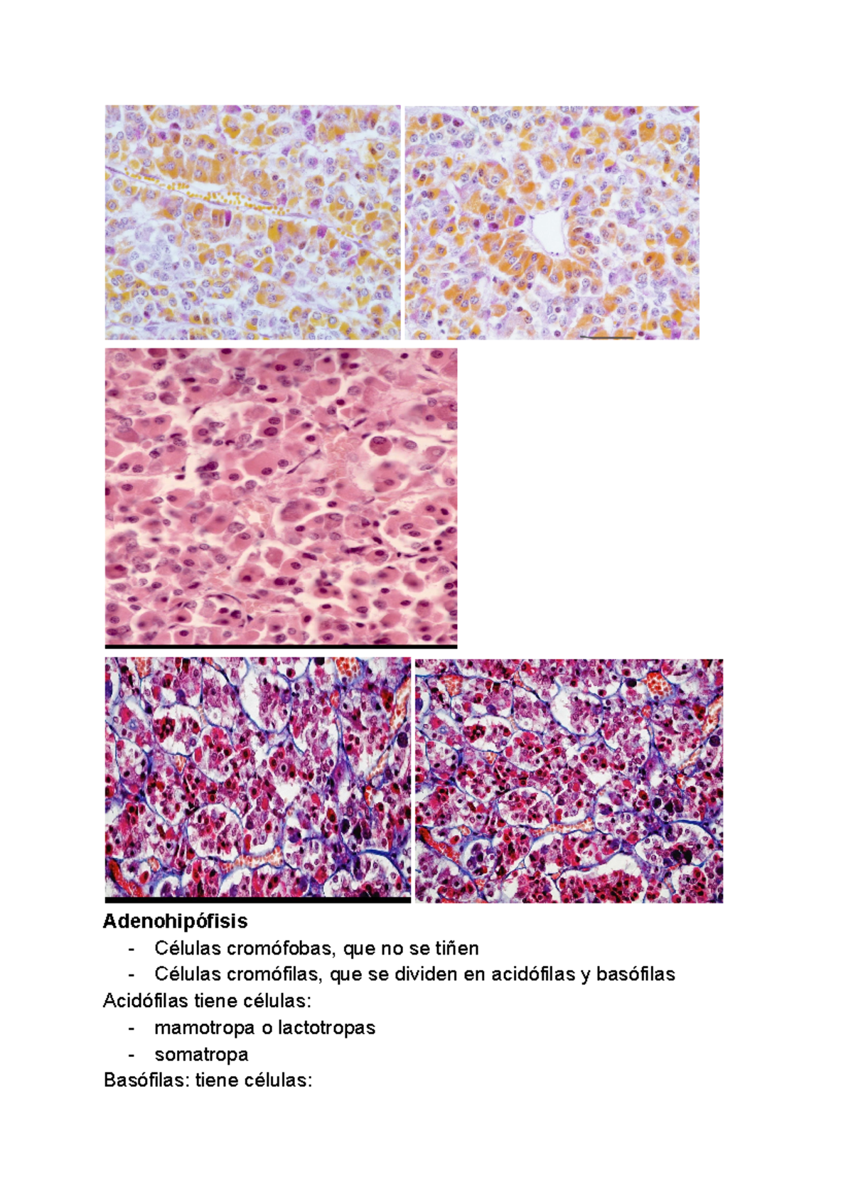 Repaso Histología II: Adenohipófisis y Glándulas Endocrinas - Document Preview