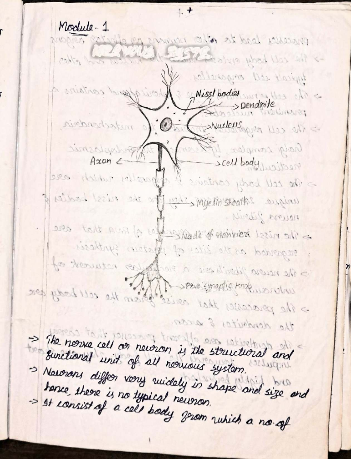 Module 1 - Nervous System Overview and Neuron Structure - Studocu