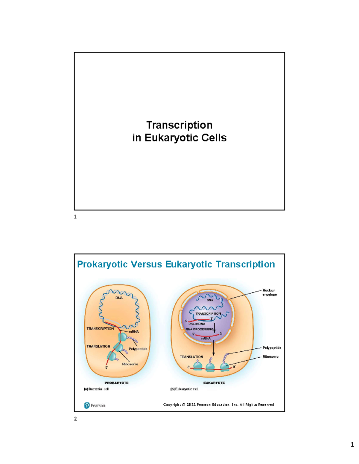 Eukaryotic Transcription Mechanisms & Gene Regulation Overview (BIO101 ...