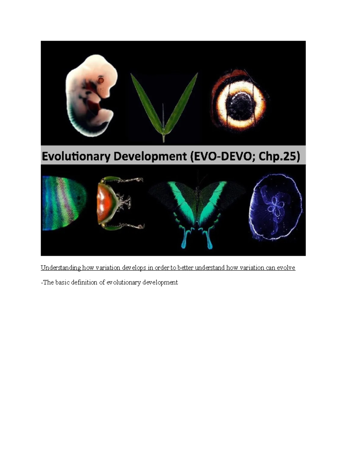 BIO3147-Understanding Variation in Developmental Biology: Lecture 21 ...