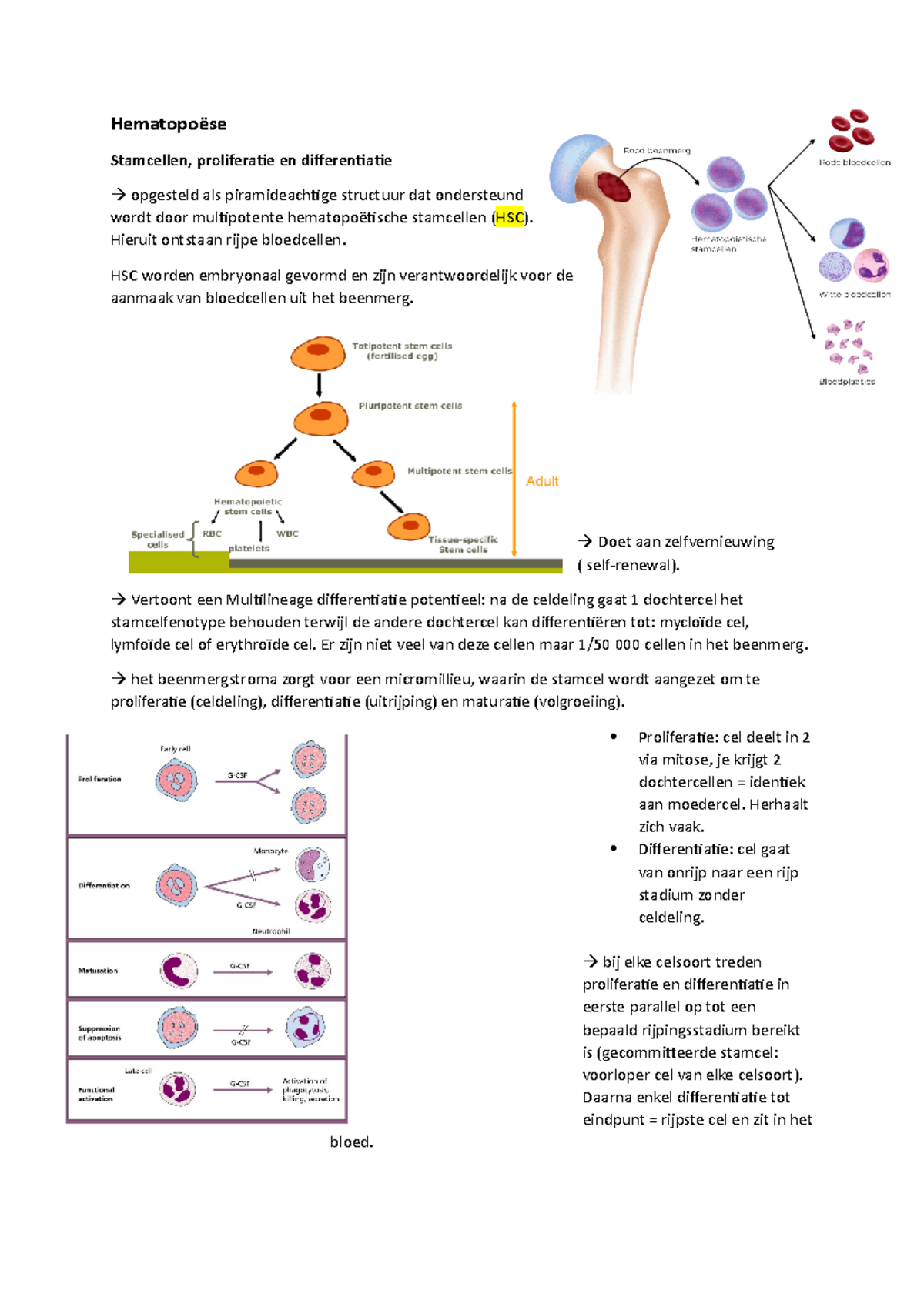 hematopo-se-hematopo-se-stamcellen-proliferatie-en-differentiatie