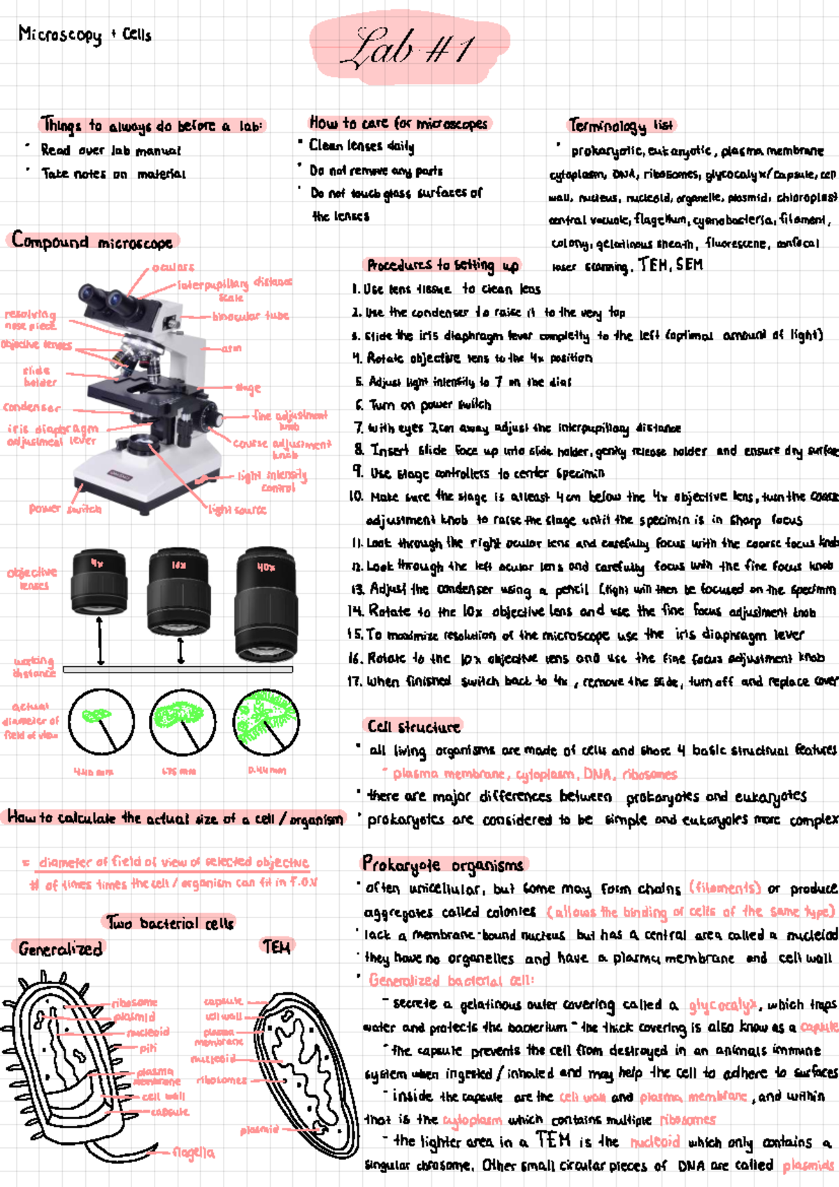 Labs 1+2 Study Guide: Microscopy Techniques and Cell Structures - Studocu