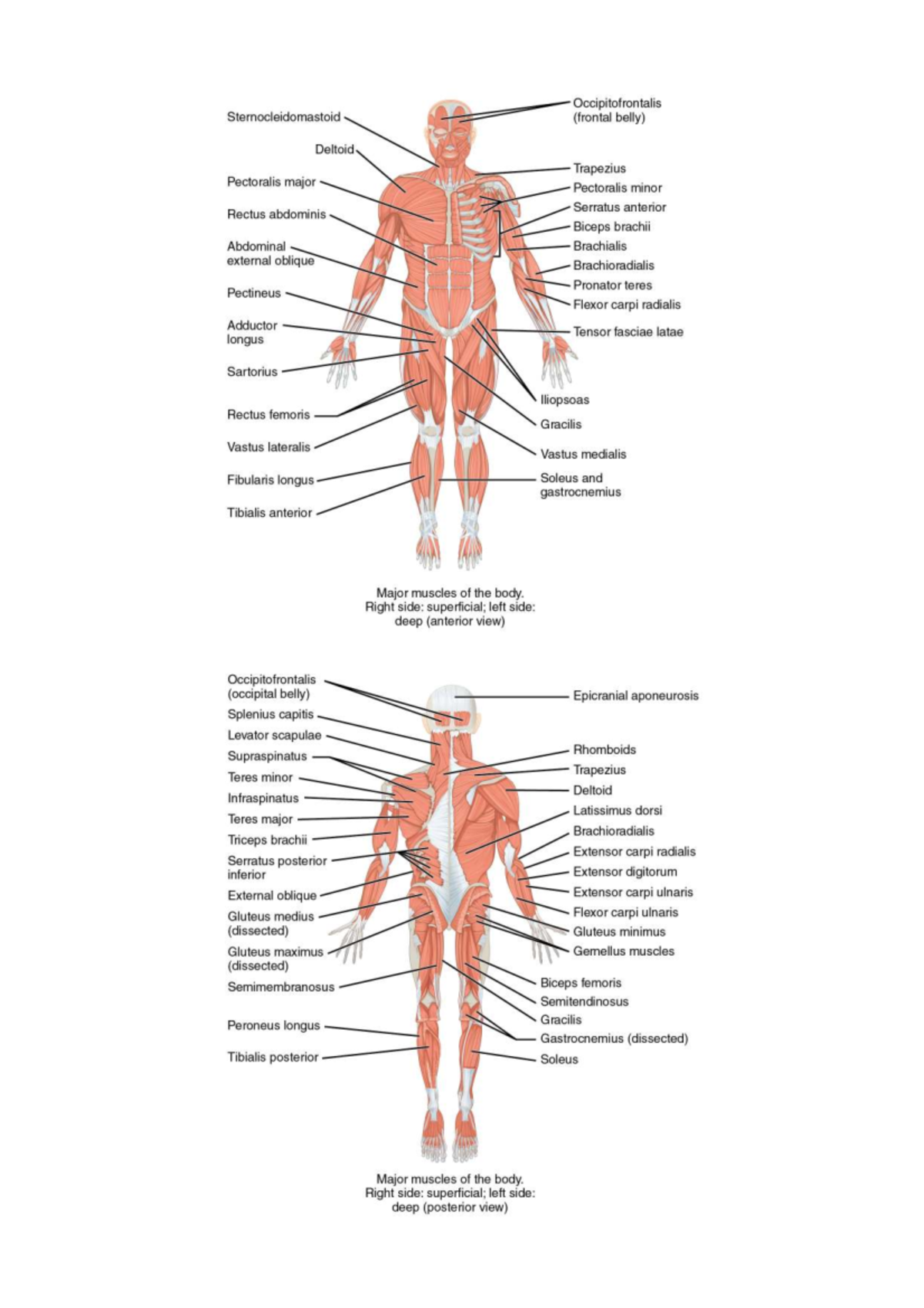 Muscles of the Body: Superficial & Deep Views (Anatomy Study) - Studocu