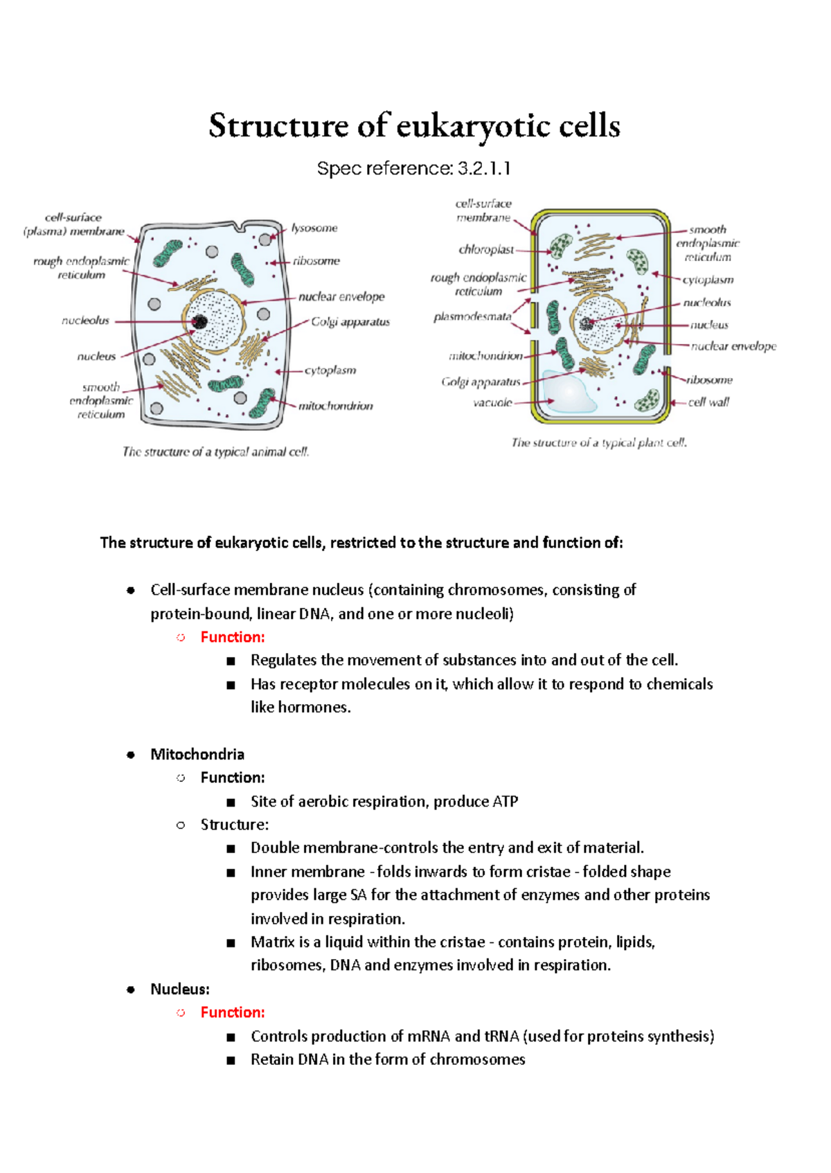 3.2.1 Eukaryotic Cell Structure and Function Overview - Studocu