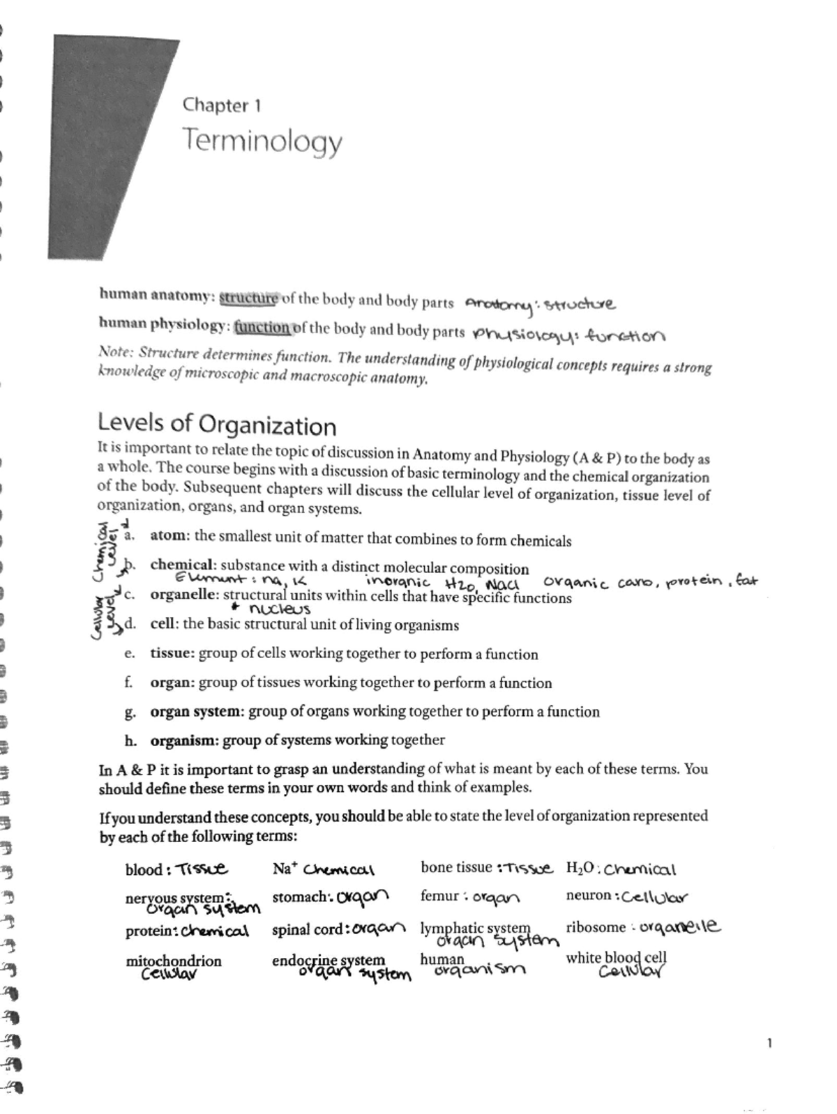 Anatomy & Physiology: Chapter 1 Terminology Overview (AP 101) - Studocu