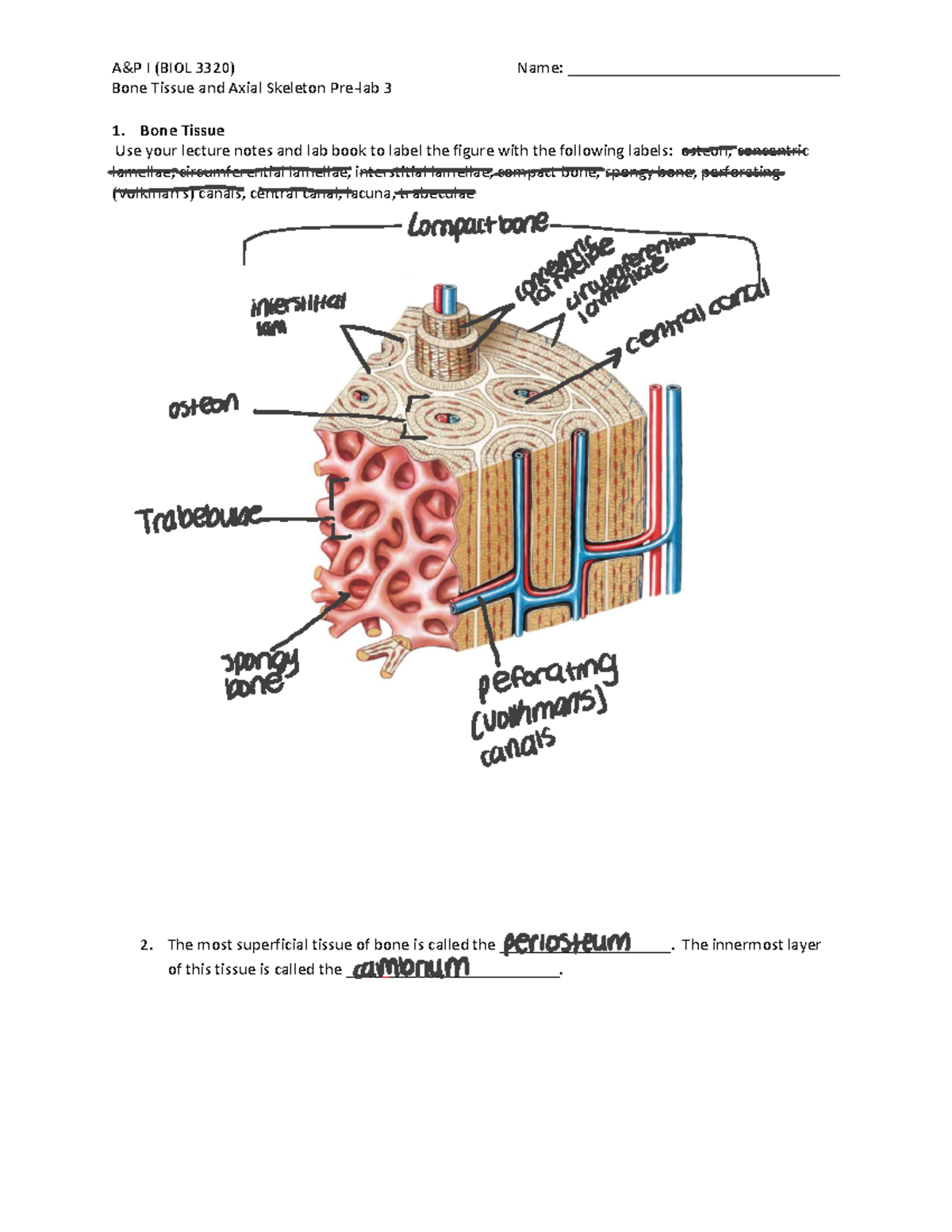 Prelab 3 Bone Tissue and Axial Skeleton Winter 2023 - Bone Tissue and ...