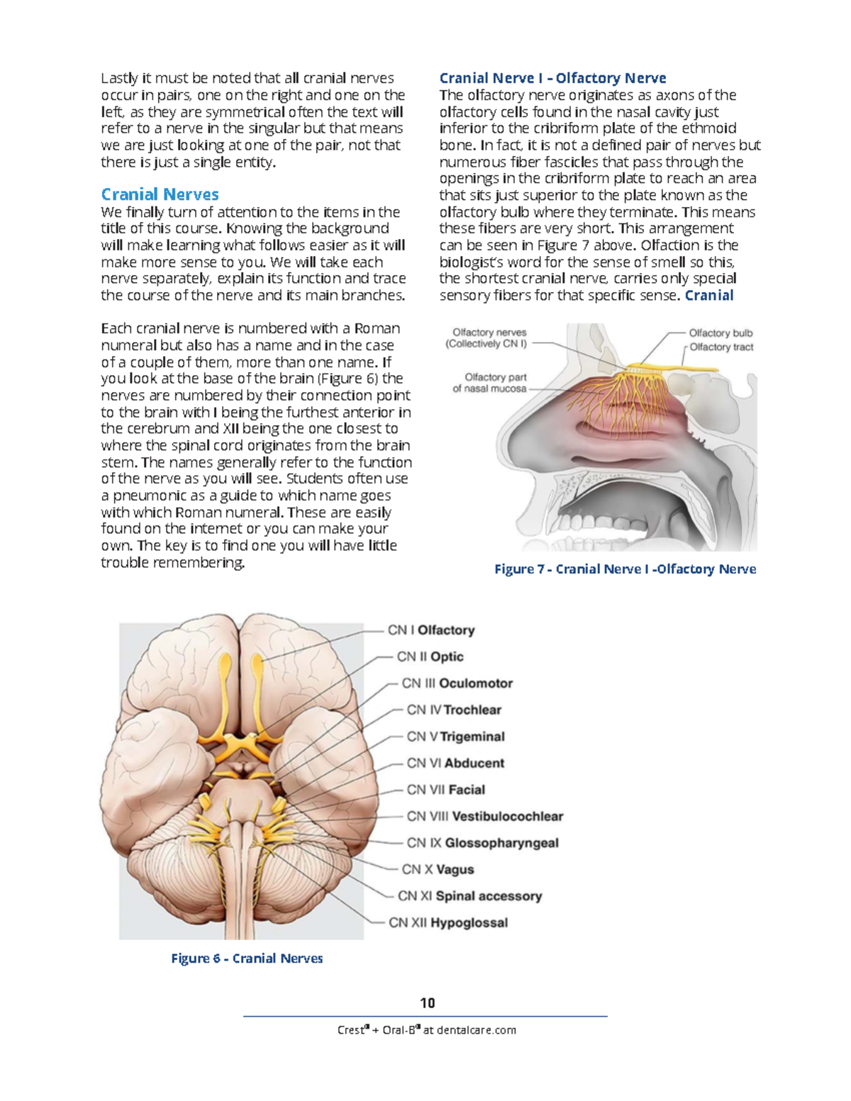 Cranial Nerves Overview: Functions and Pathways (ANAT 101) - Studocu