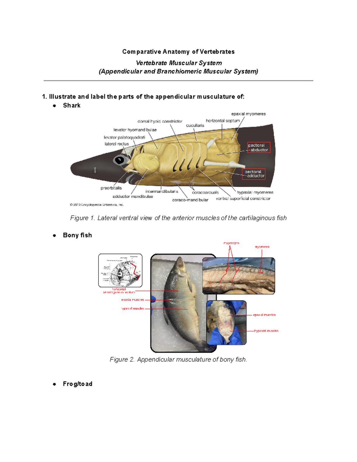 Epaxial Muscles Shark