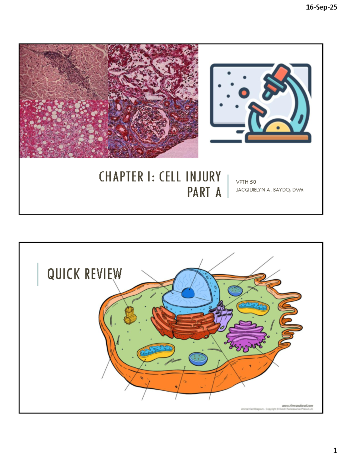 CHAPTER I: CELL INJURY OVERVIEW VPTH 50 QUICK REVIEW - Studocu