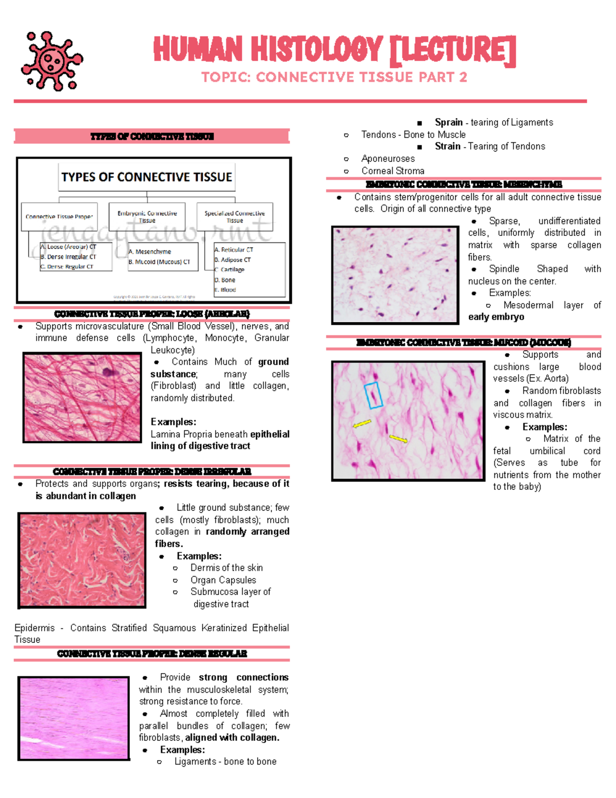 BSMT Human Histology Chapter 3 - HUMAN HISTOLOGY [LECTURE] TOPIC ...