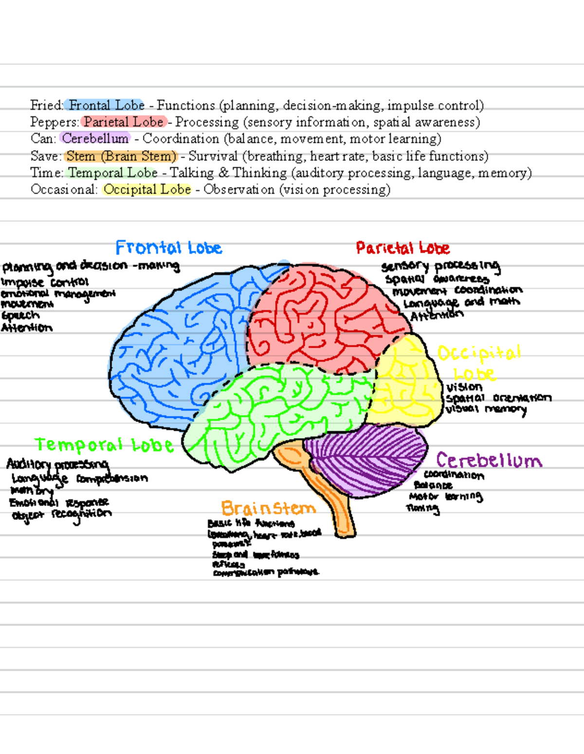 Labelling The Brain - Fried: Frontal Lobe - Functions (planning ...